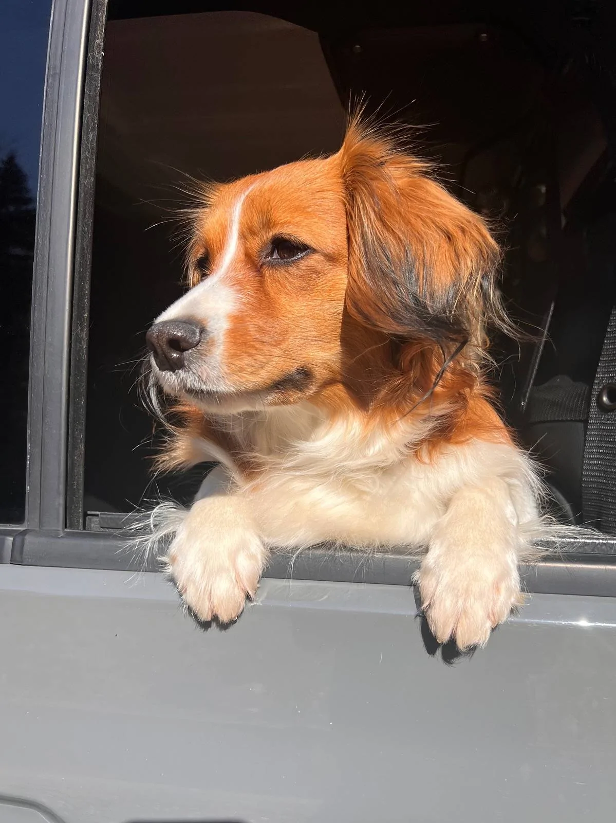 Jeep Wrangler JL Jeep Dog pics IMG_2366