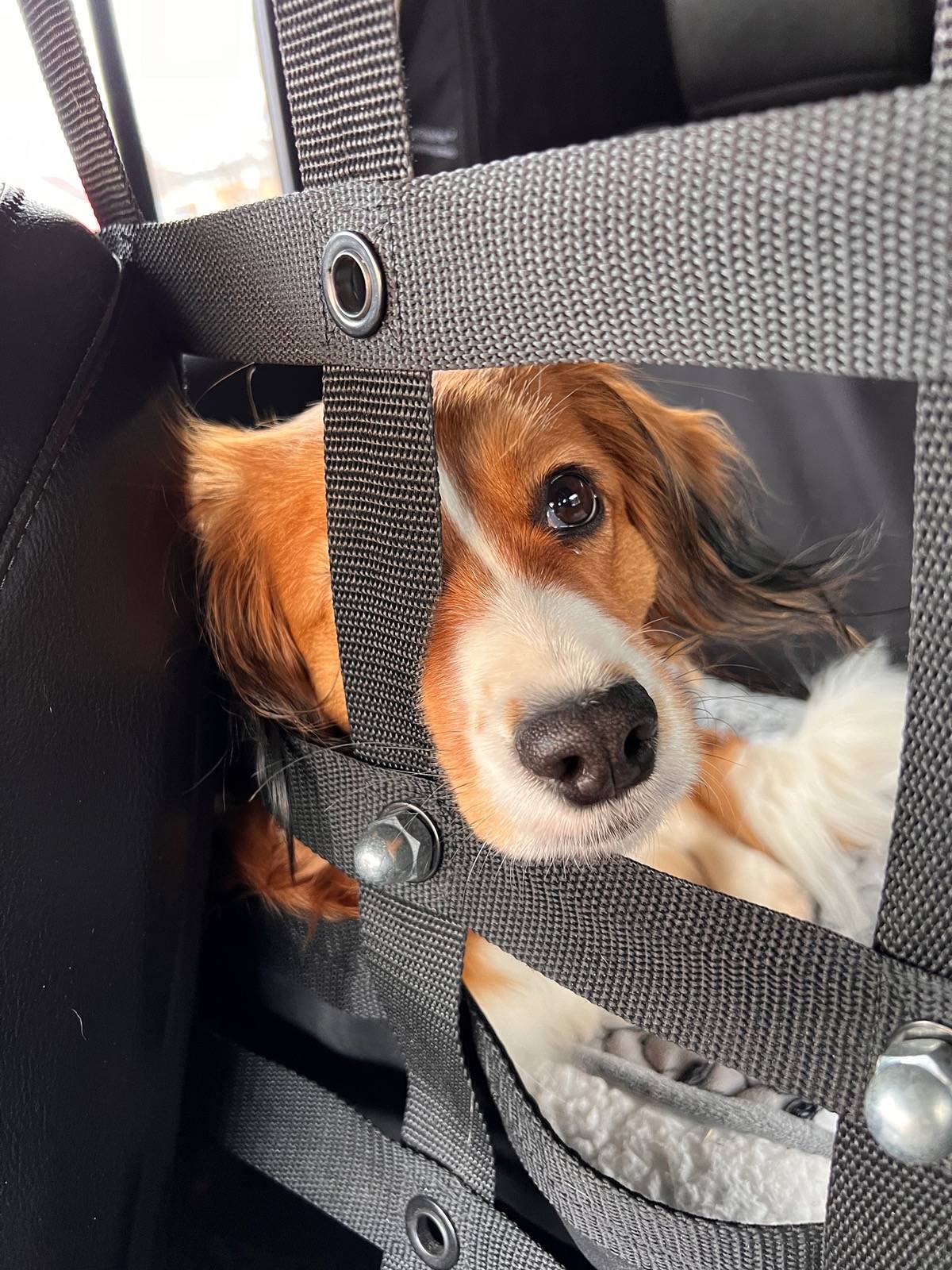 Jeep Wrangler JL Jeep Dog pics IMG_2544
