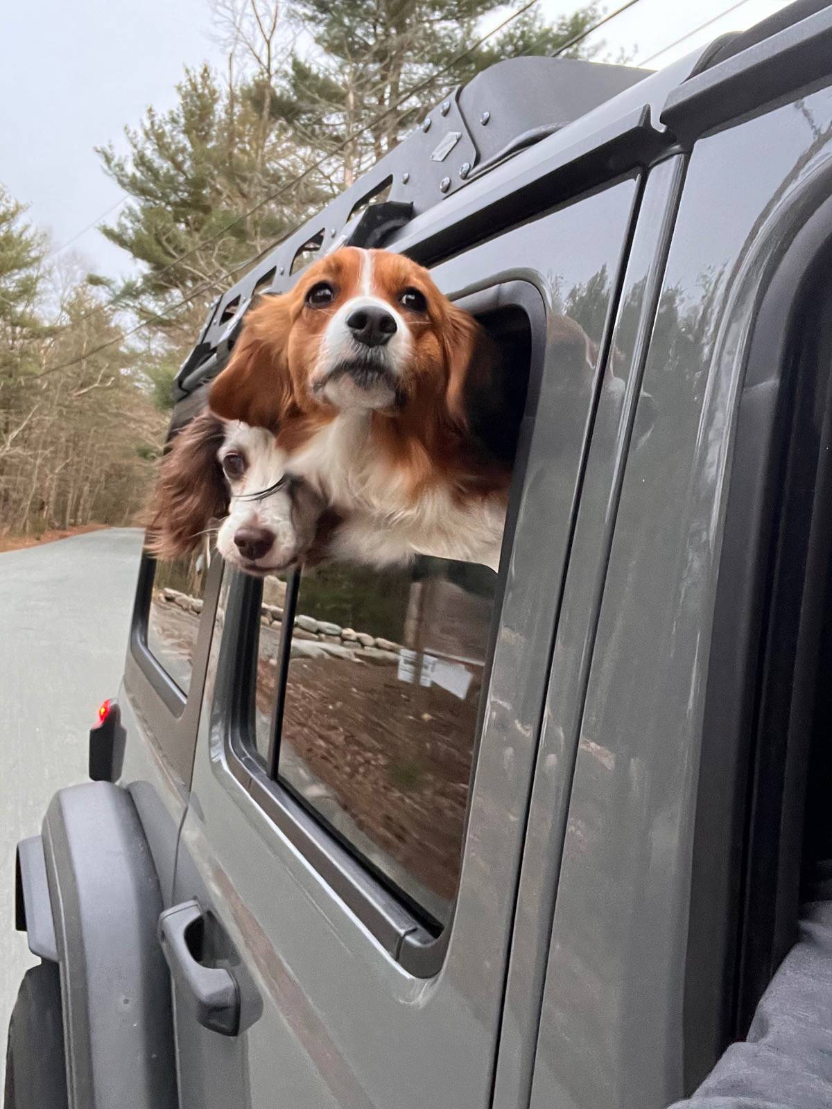 Jeep Wrangler JL Jeep Dog pics IMG_2621