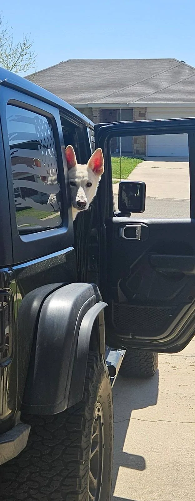 Jeep Wrangler JL Jeep Dog pics Screenshot_20240427_213546_Gallery
