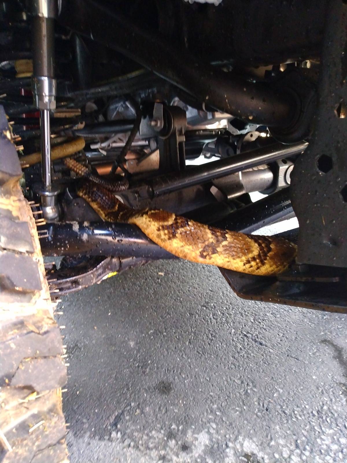Jeep Wrangler JL Rat-proofing the engine bay IMG_20230826_171744775