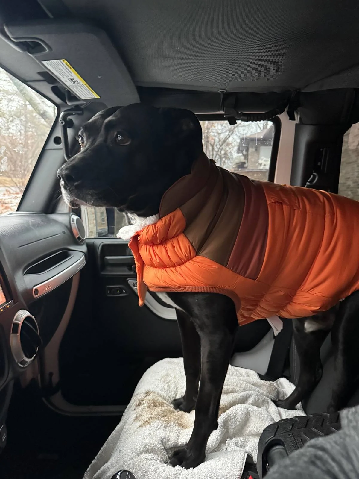 Jeep Wrangler JL Jeep Dog pics IMG_9474