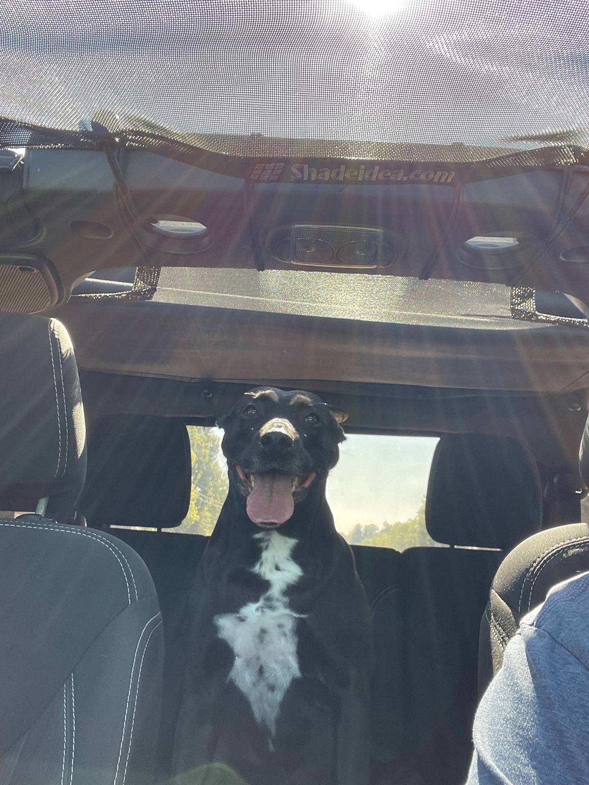 Jeep Wrangler JL Jeep Dog pics IMG_3864