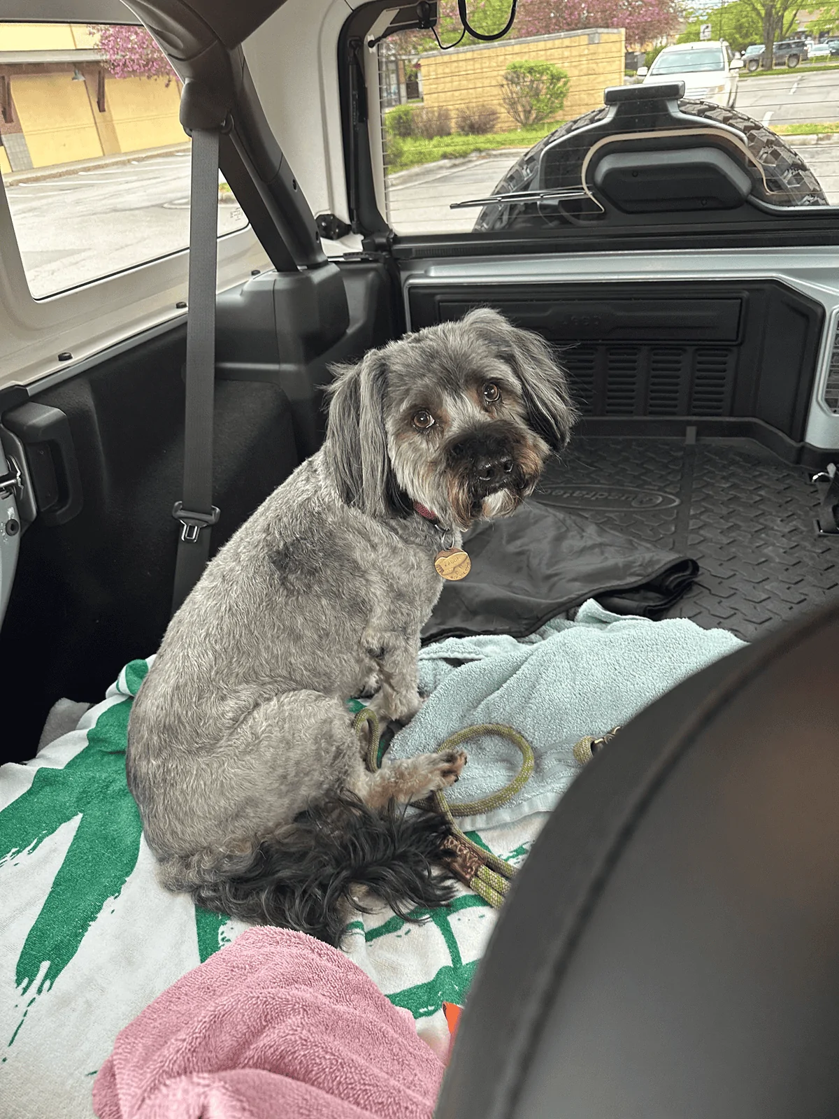 Jeep Wrangler JL Jeep Dog pics tempImageneVZ5a