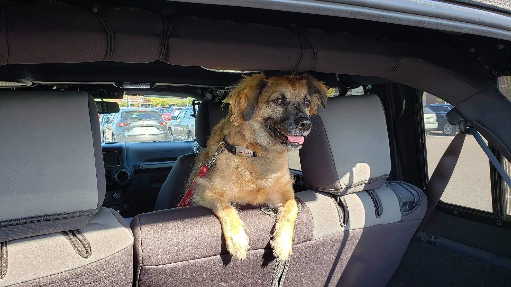Jeep Wrangler JL Jeep Dog pics 20190323_172936