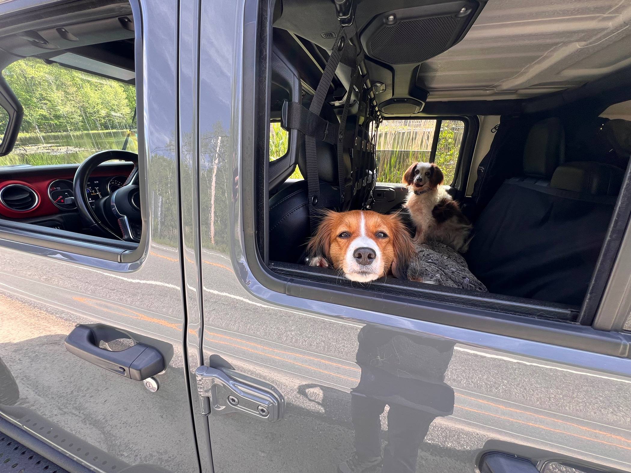 Jeep Wrangler JL Jeep Dog pics IMG_2851