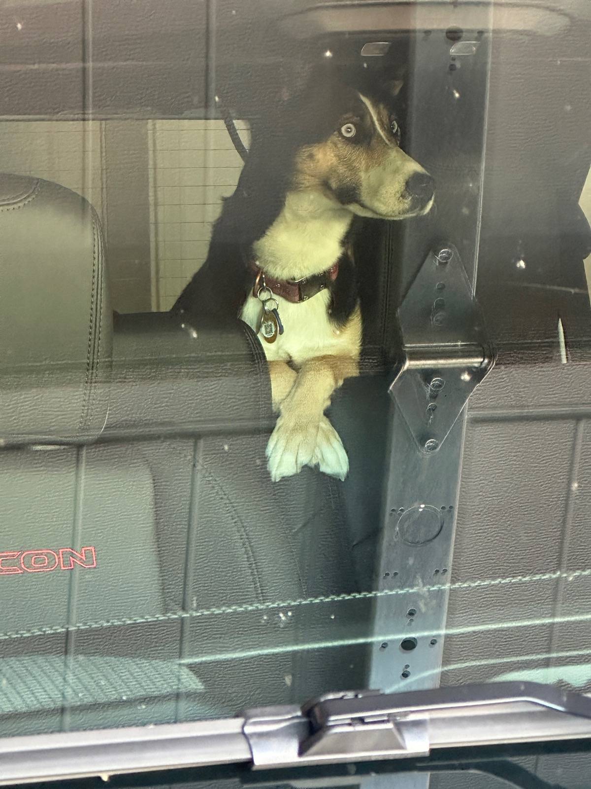 Jeep Wrangler JL Jeep Dog pics IMG_8073