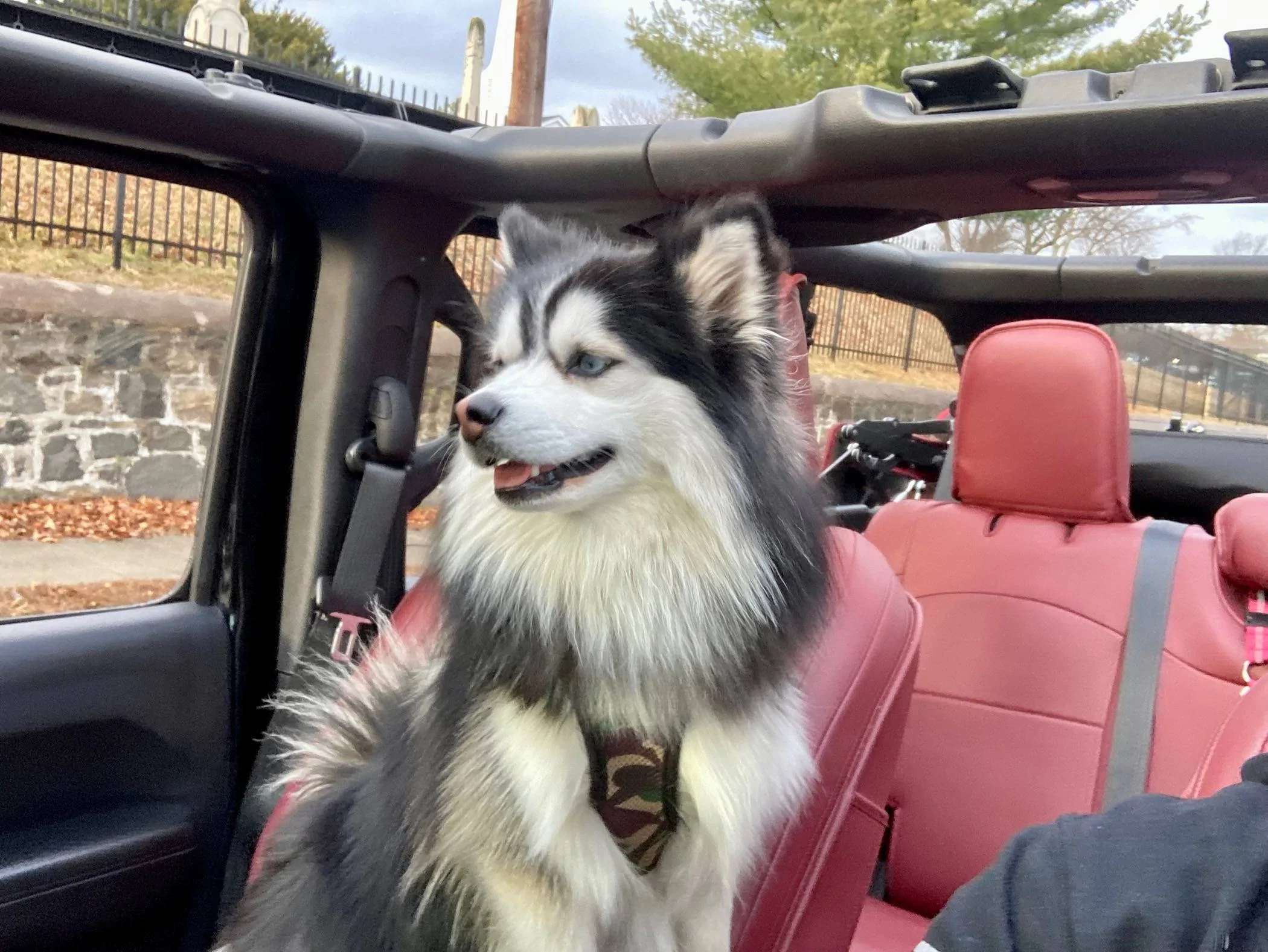 Jeep Wrangler JL Jeep Dog pics IMG_8806
