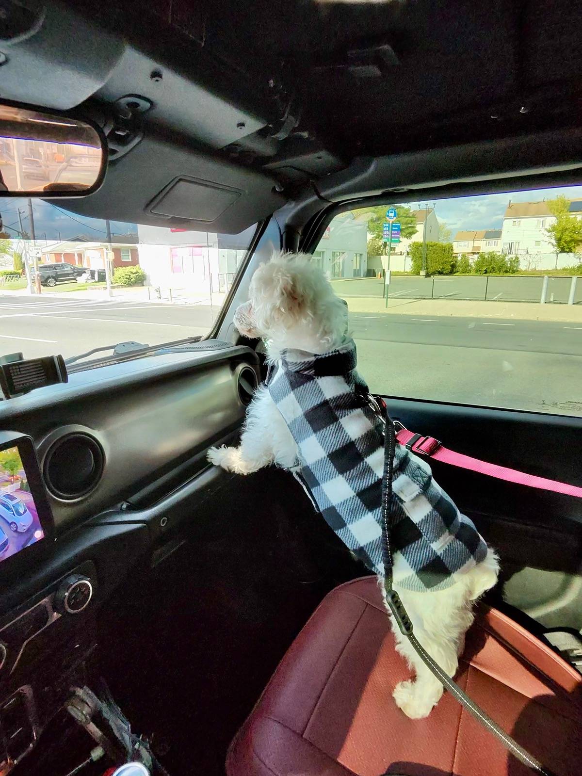 Jeep Wrangler JL Jeep Dog pics photo-2523_singular_display_fullPictur