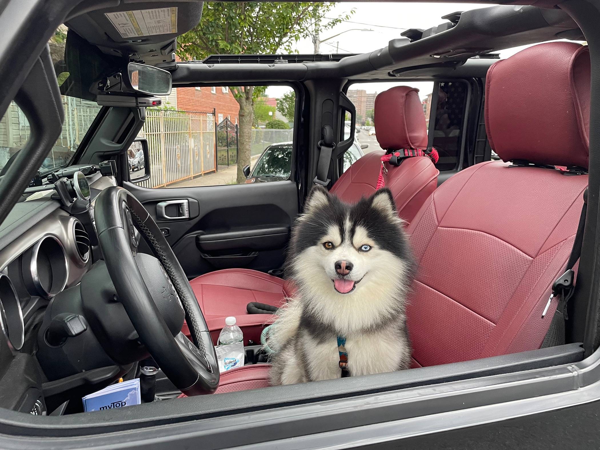 Jeep Wrangler JL Jeep Dog pics IMG_0945