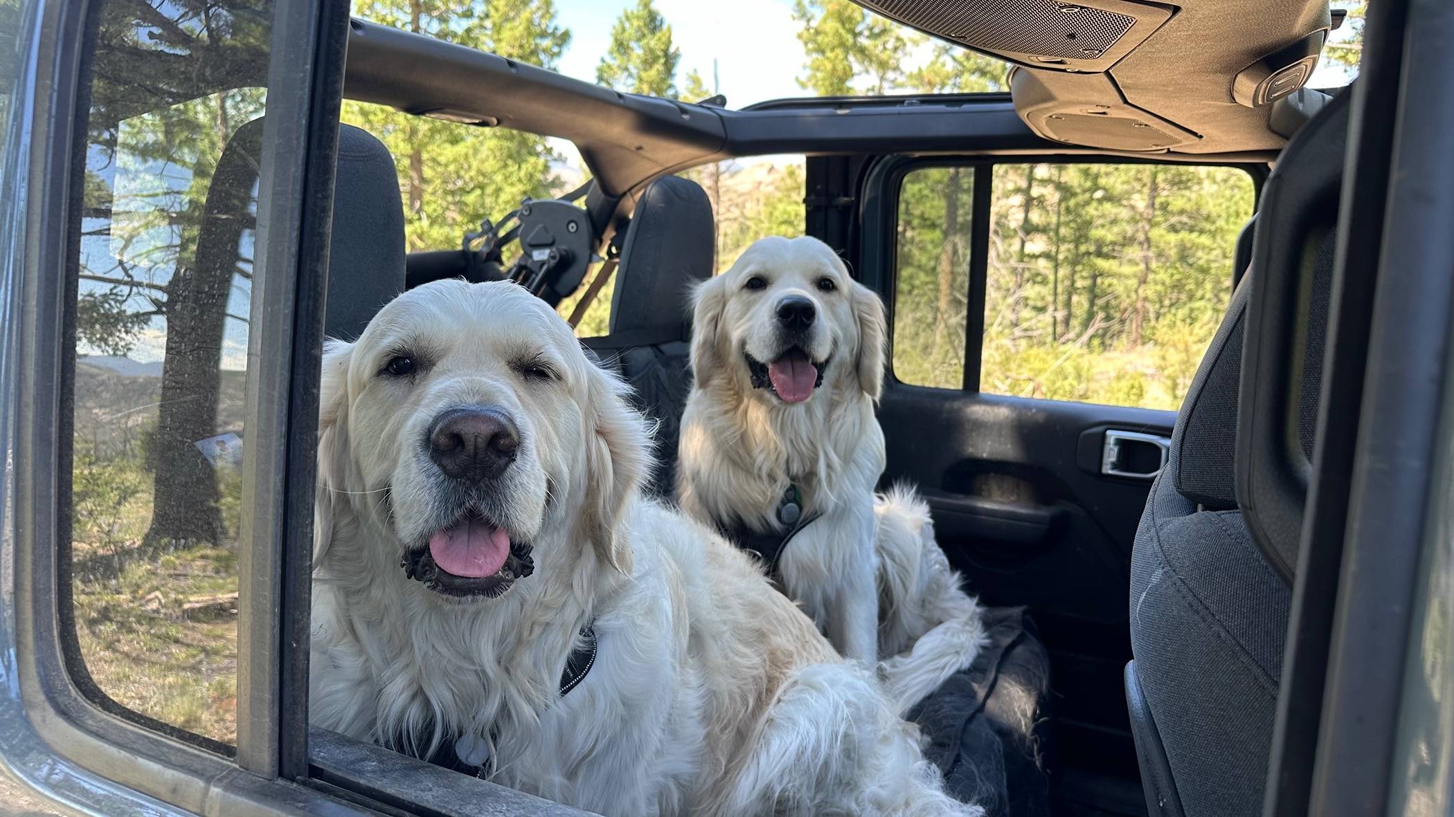 Jeep Wrangler JL Calling All Dog Lovers IMG_7234