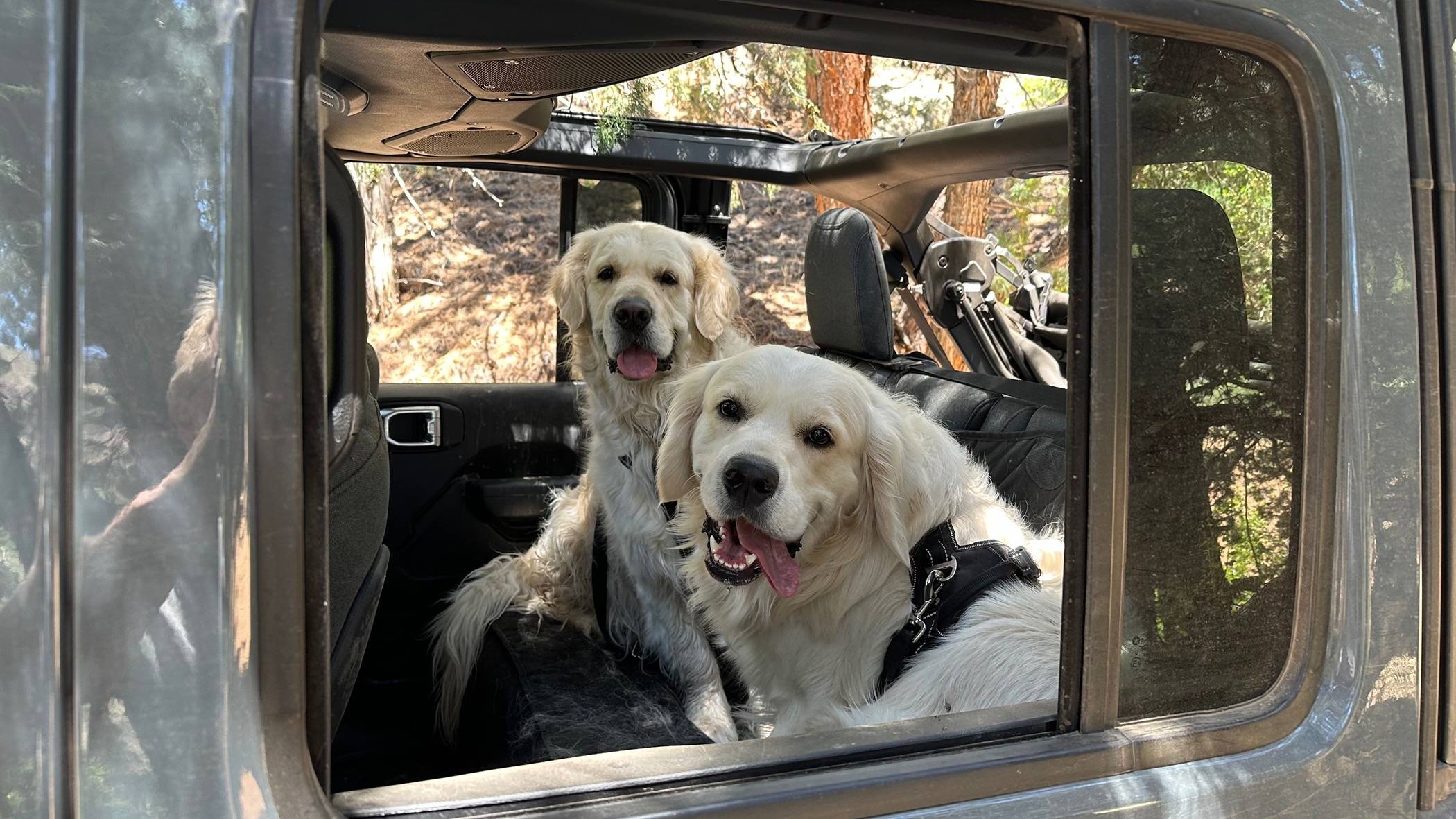 Jeep Wrangler JL Calling All Dog Lovers IMG_7226