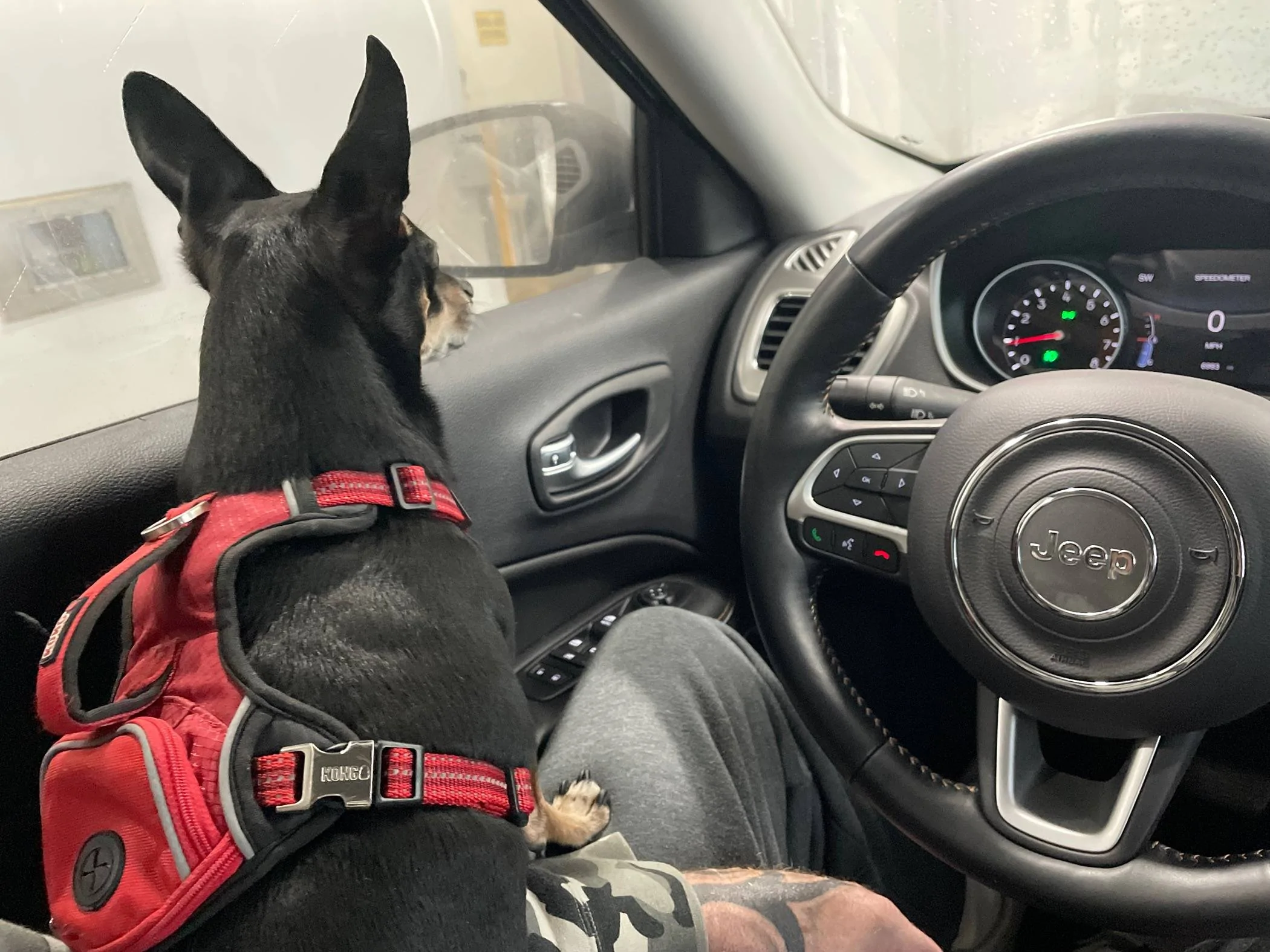 Jeep Wrangler JL Calling All Dog Lovers 69428075352__63EF4CA5-BCDA-4DDF-AFB9-D5F1063F6F31