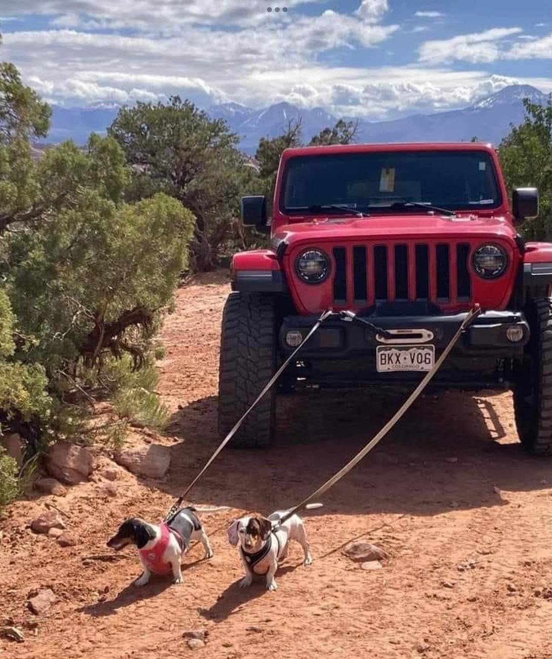 Jeep Wrangler JL Jeep Dog pics IMG_1350