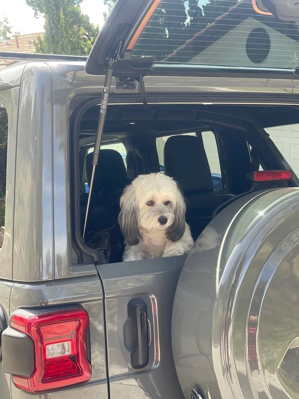 Jeep Wrangler JL Jeep Dog pics IMG_2923