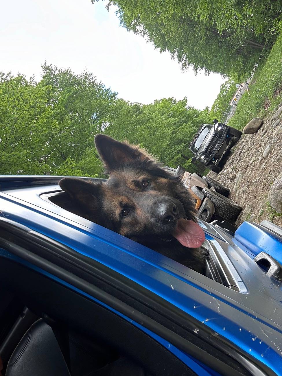 Jeep Wrangler JL Jeep Dog pics IMG_7852