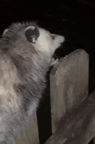 Jeep Wrangler JL Psycho Jeep Driver possum-opossum