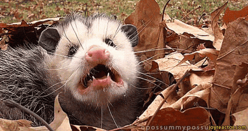 Jeep Wrangler JL Psycho Jeep Driver opossum-meh