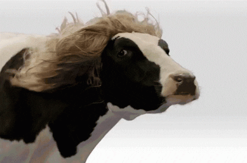 6E7686B5-8B11-4651-8E95-A76A34D27AEF.gif