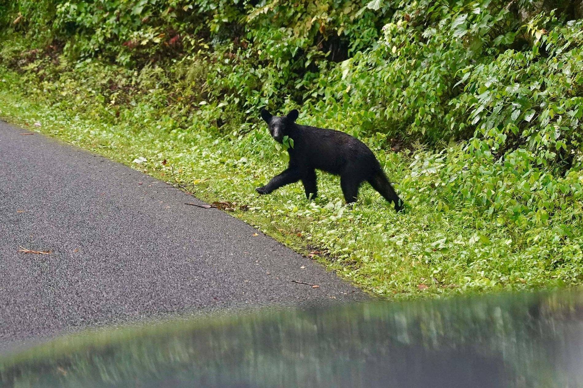 black bear.jpg