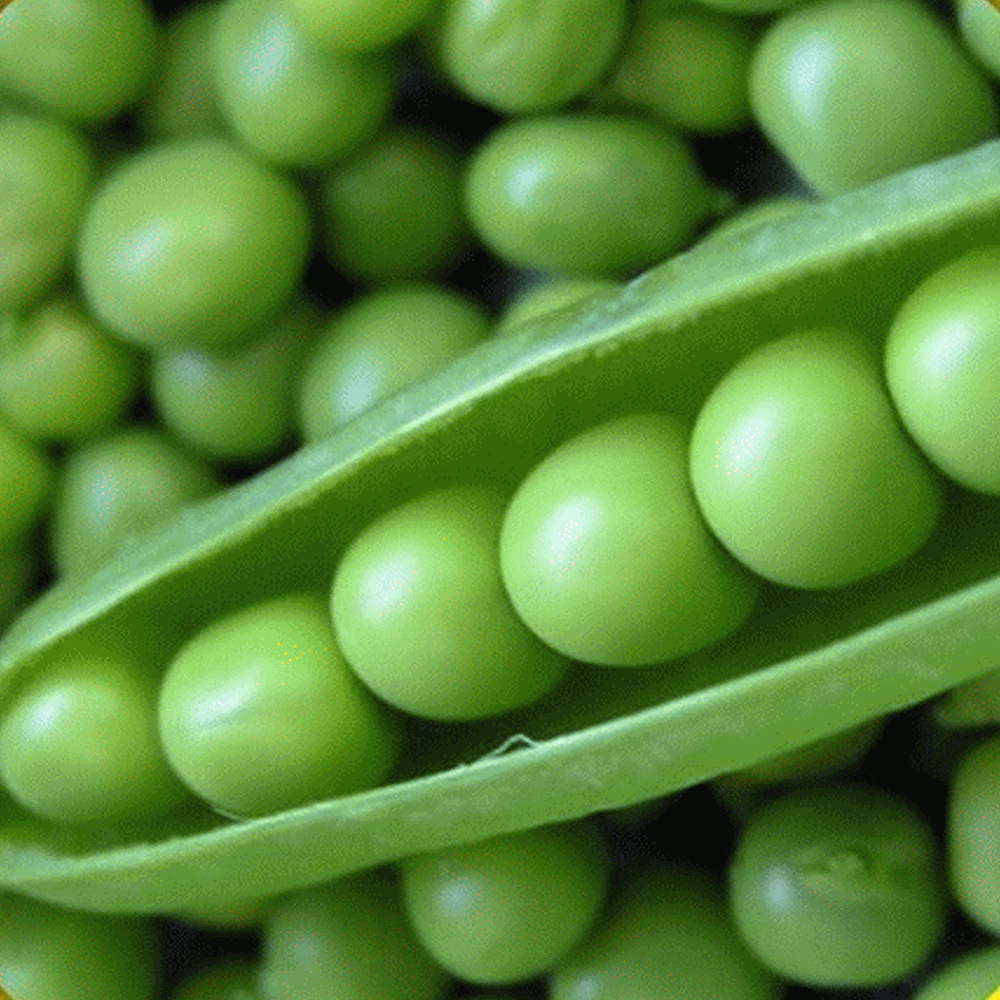 Lincoln-Shell-Garden-Pea-Seeds.gif
