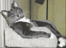 cat-finger.gif