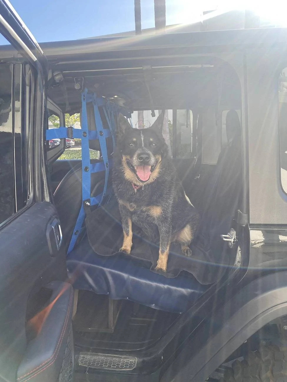 Jeep Wrangler JL Calling All Dog Lovers hamock1