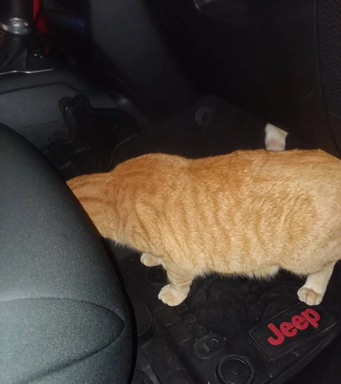 Jeep Wrangler JL What's Missing here? Jeep sniff