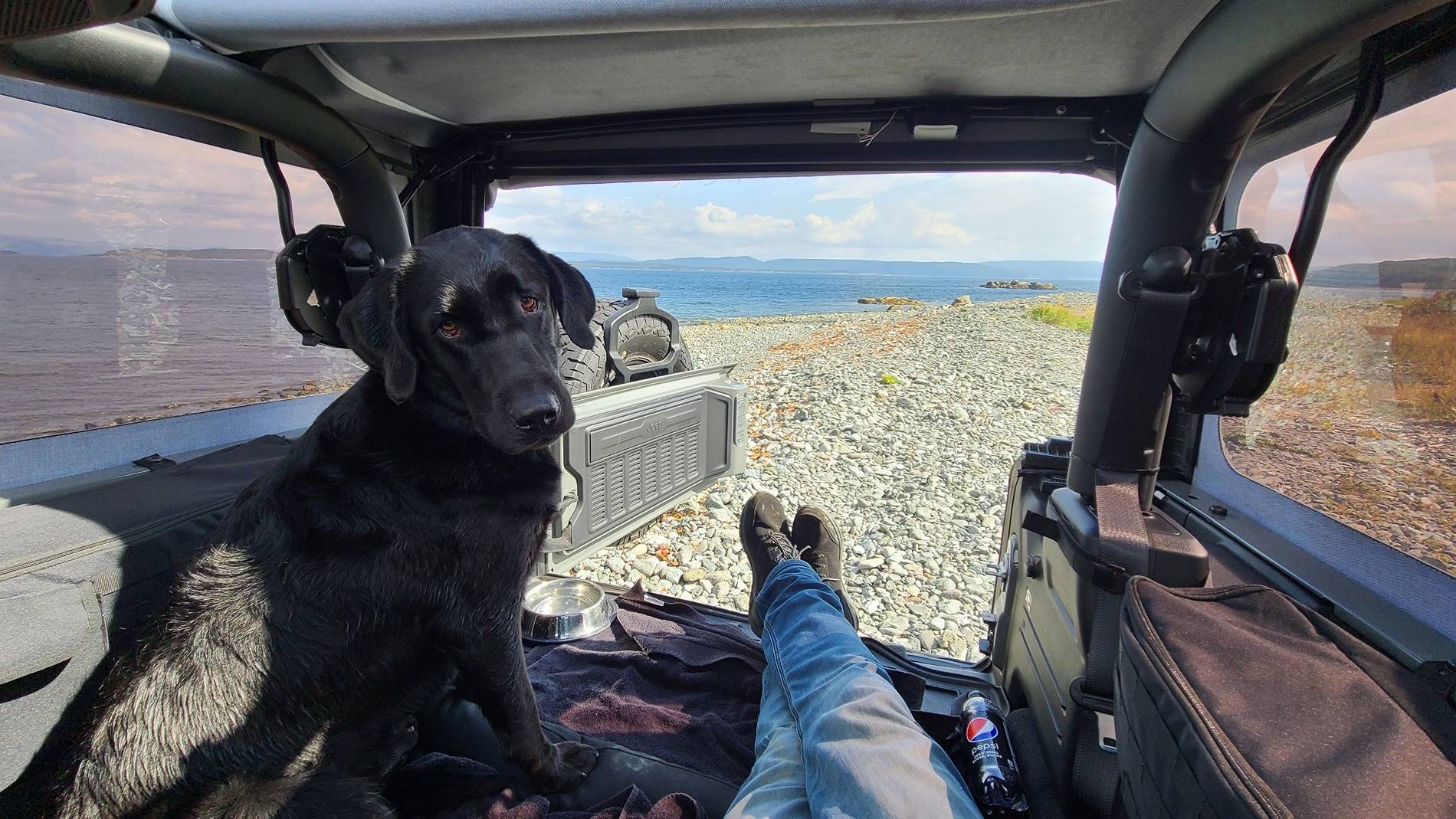 Jeep Wrangler JL Calling All Dog Lovers 20230907_114721