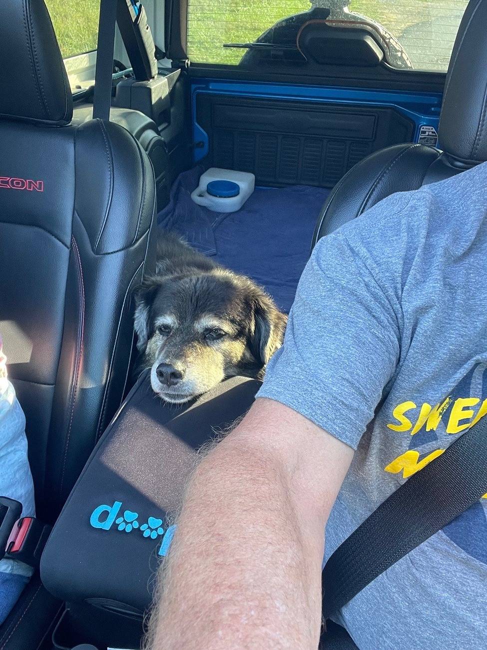 Jeep Wrangler JL Jeep Dog pics Rags-2