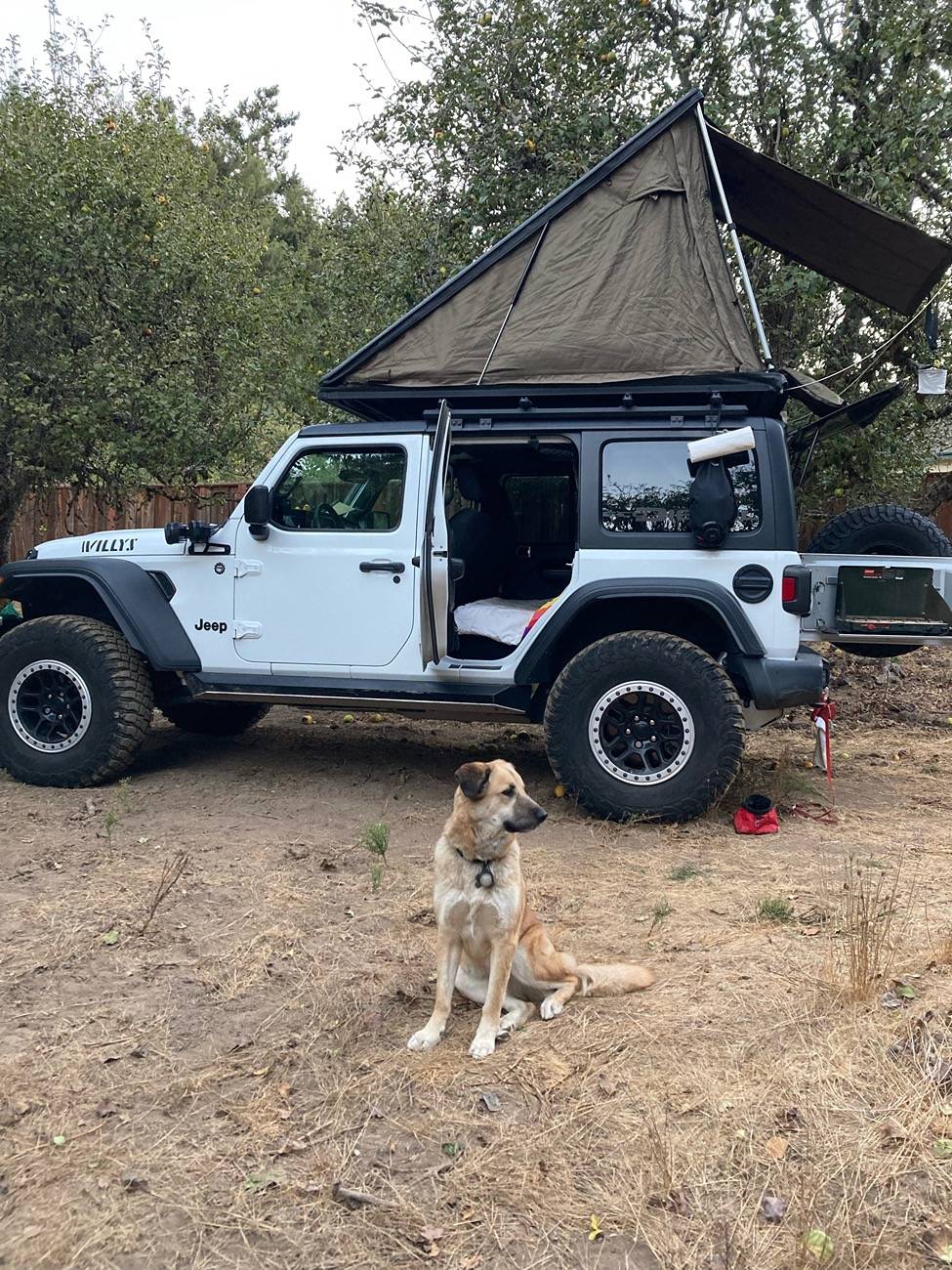 Jeep Wrangler JL Dogs...show 'em IMG_6957