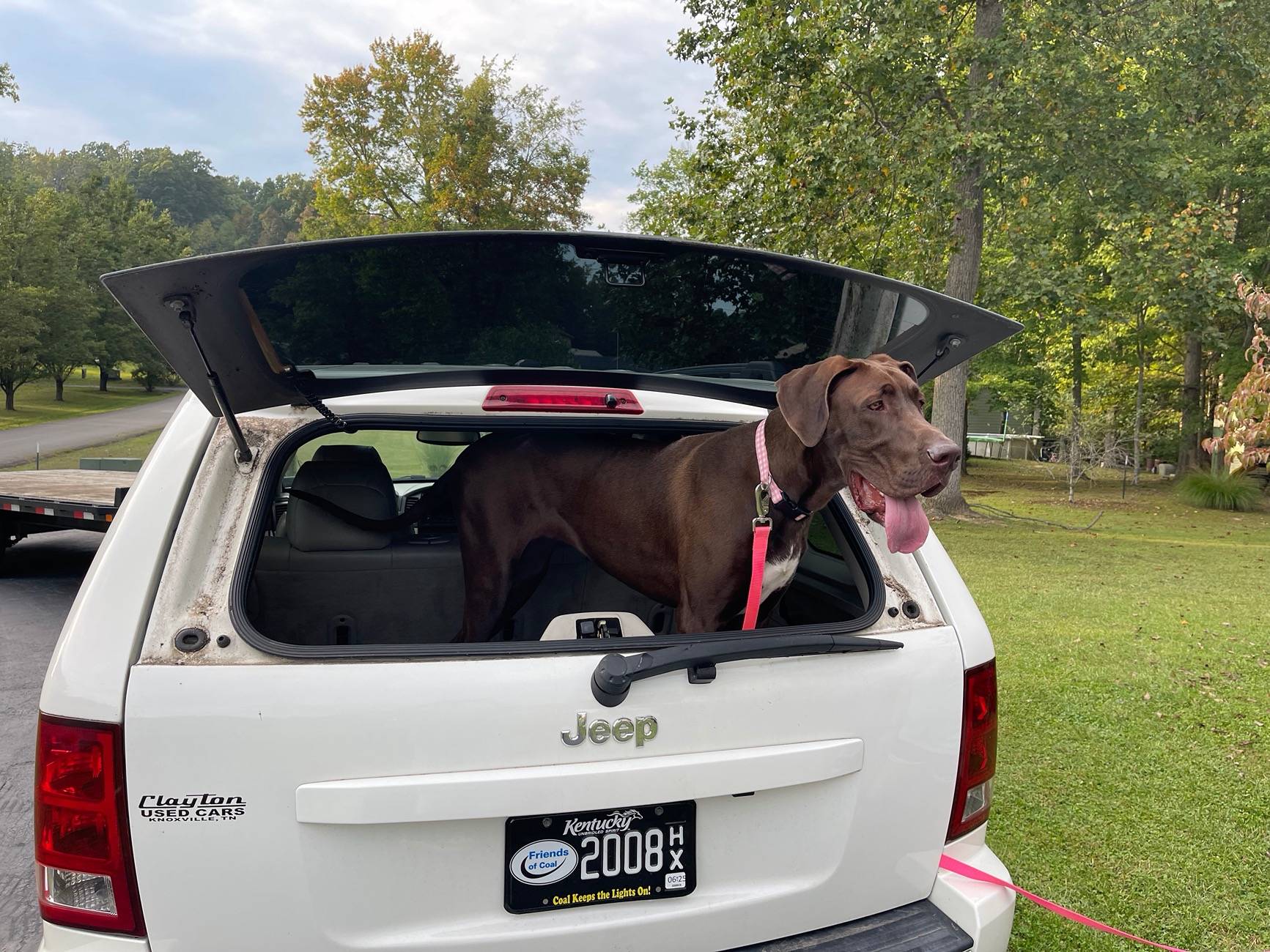 Jeep Wrangler JL Jeep Dog pics IMG_3009