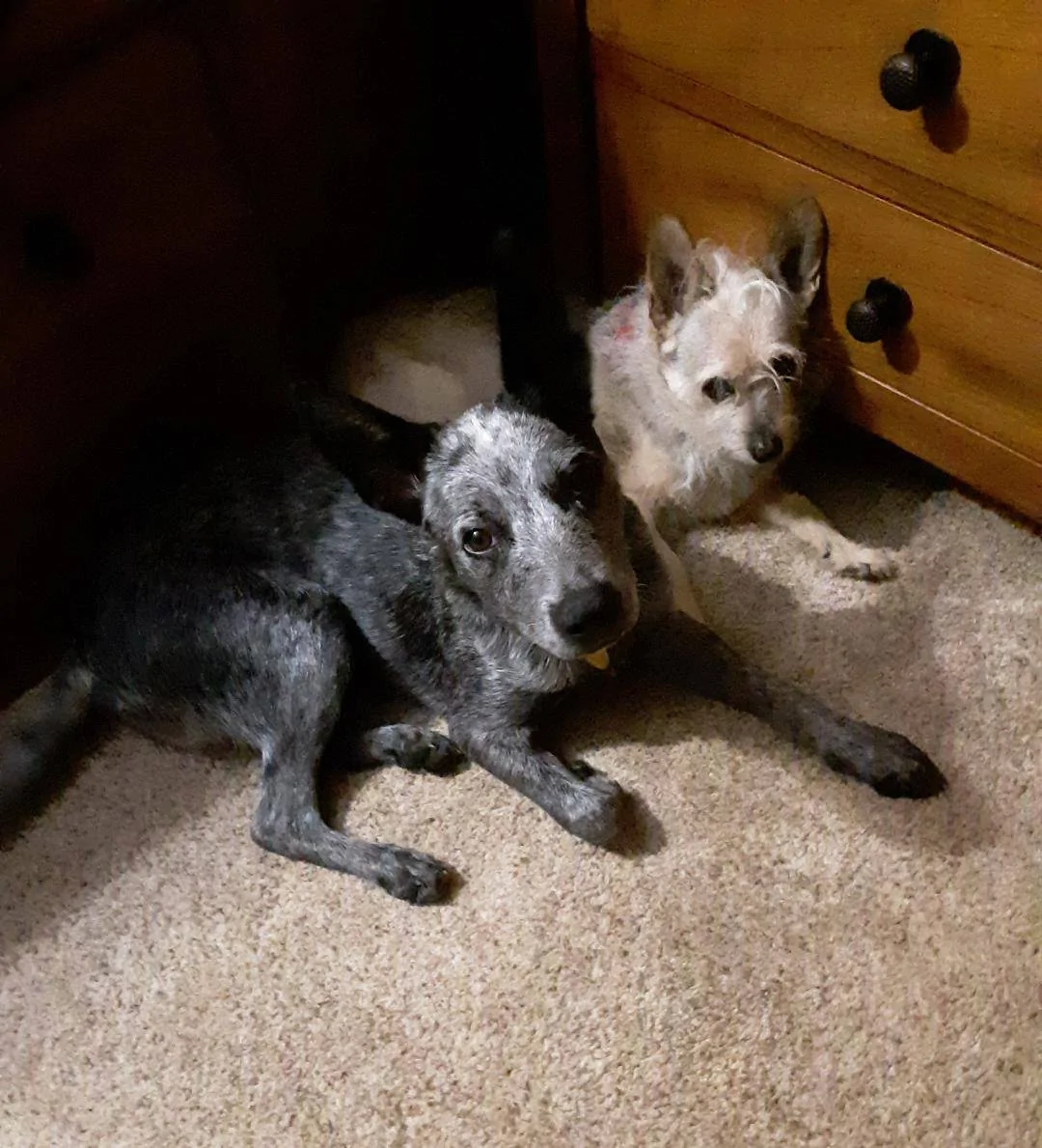 Jeep Wrangler JL Dogs...show 'em storm