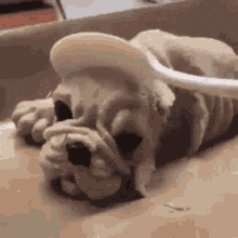 1000005909.gif