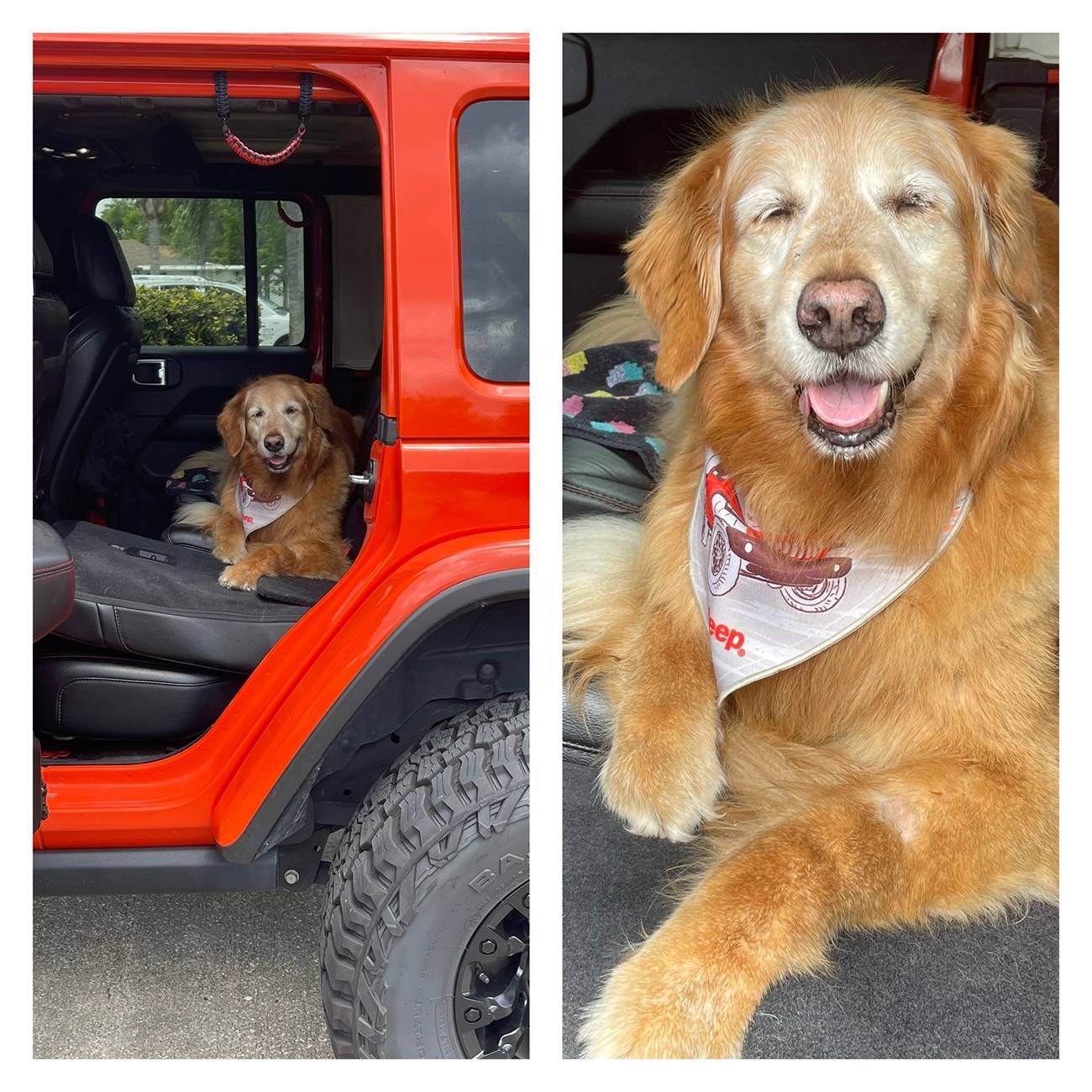 Jeep Wrangler JL Jeep Dog pics IMG_5479