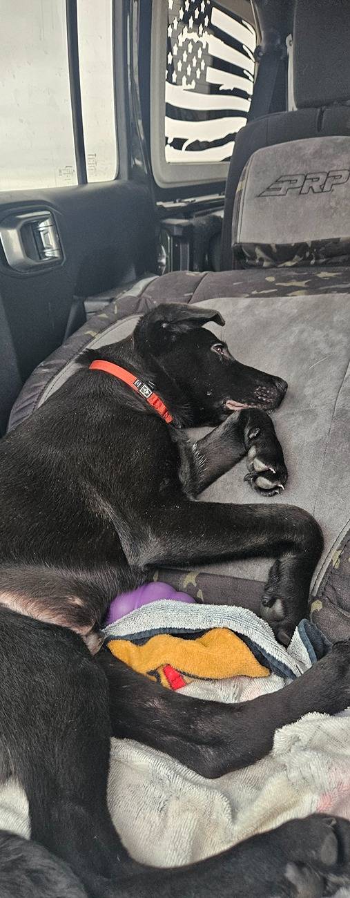 Jeep Wrangler JL Jeep Dog pics 20241225_120803
