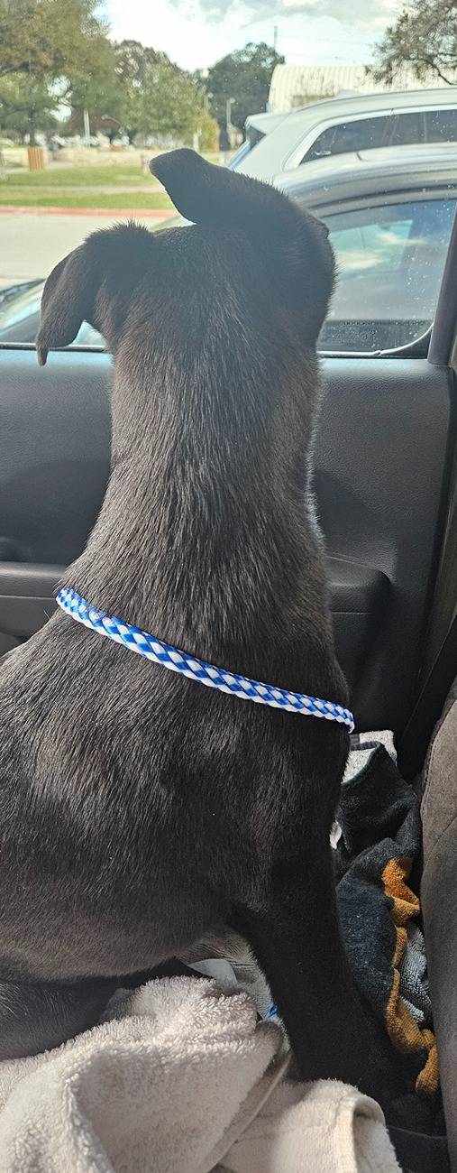 Jeep Wrangler JL Jeep Dog pics 20241223_161718