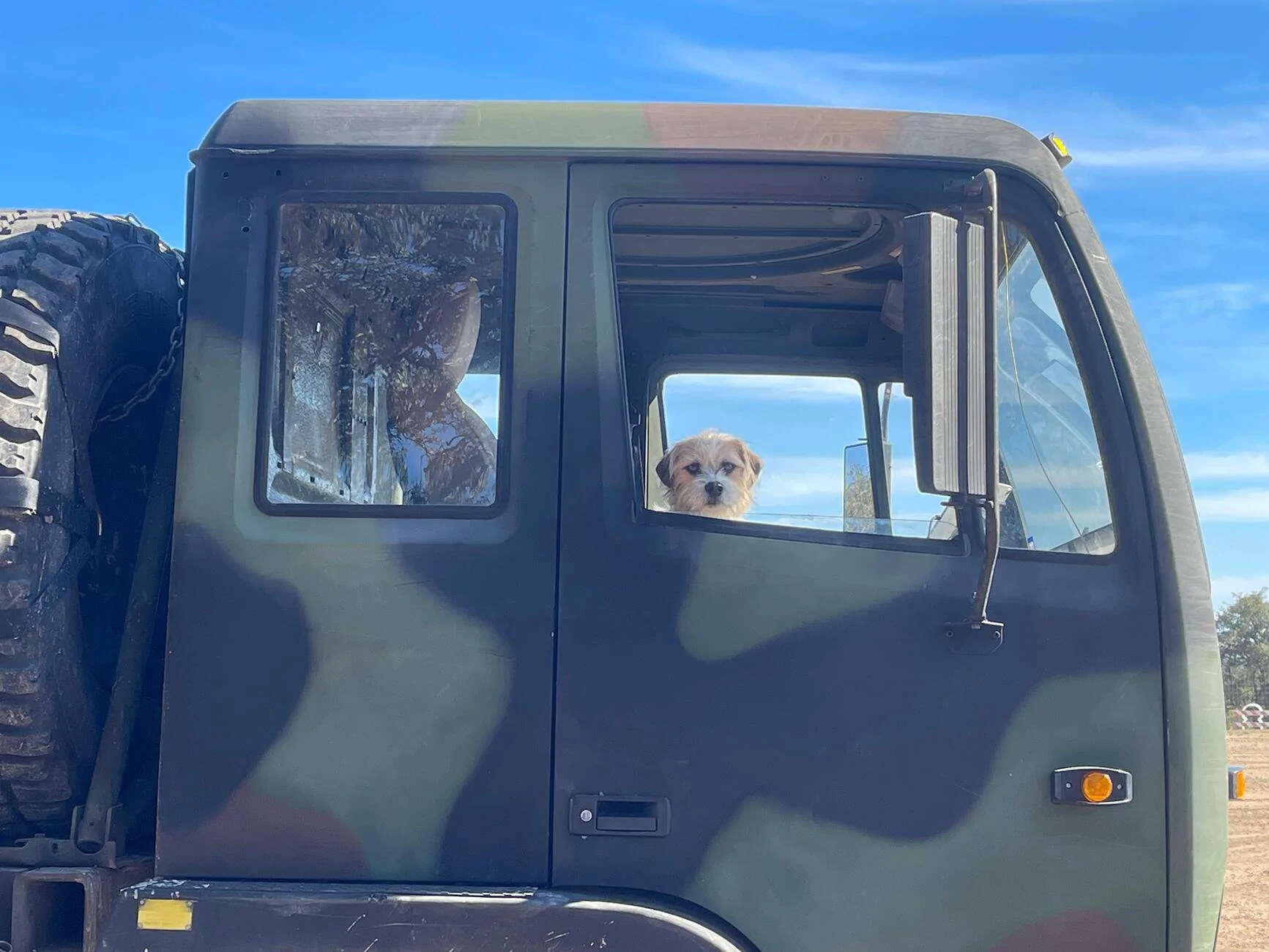 Jeep Wrangler JL Jeep Dog pics 1735326302891-ry