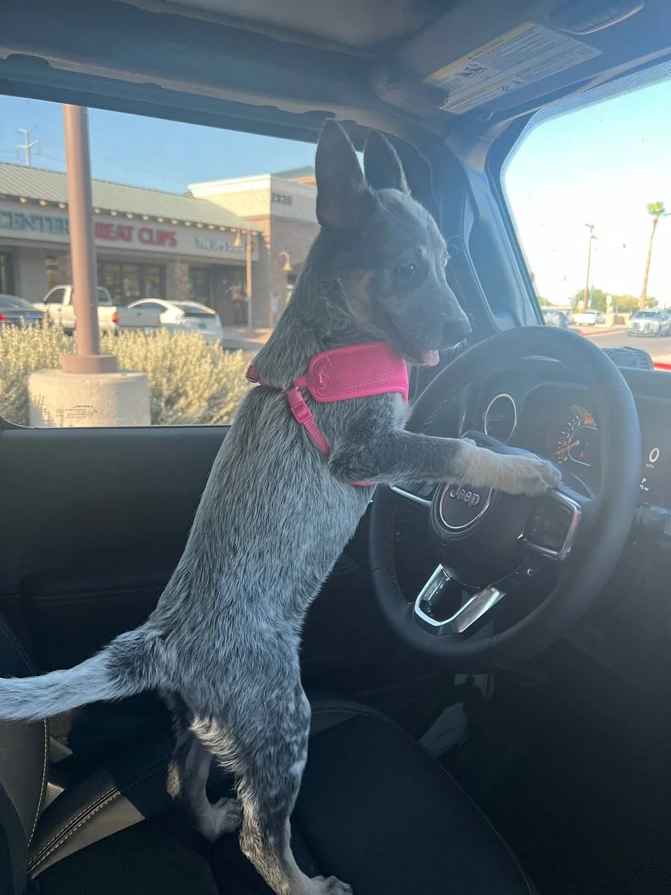 Jeep Wrangler JL Jeep Dog pics IMG_8307