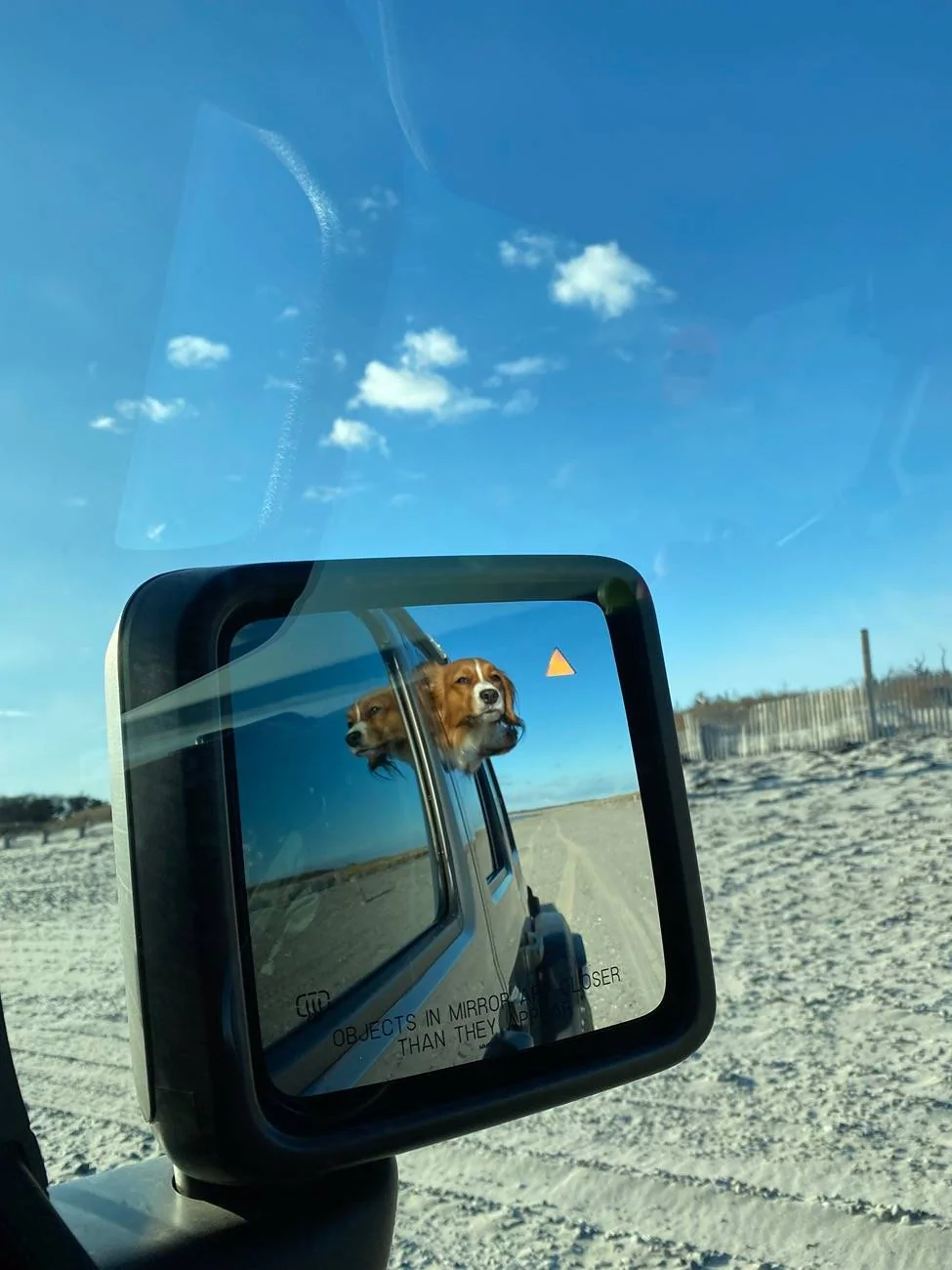 Jeep Wrangler JL Jeep Dog pics IMG_8376