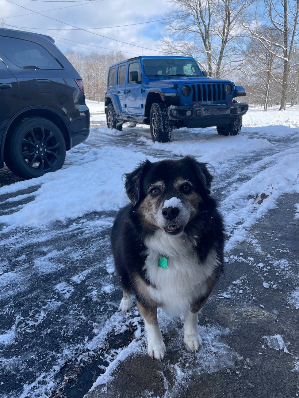 Jeep Wrangler JL Jeep Dog pics IMG_8388