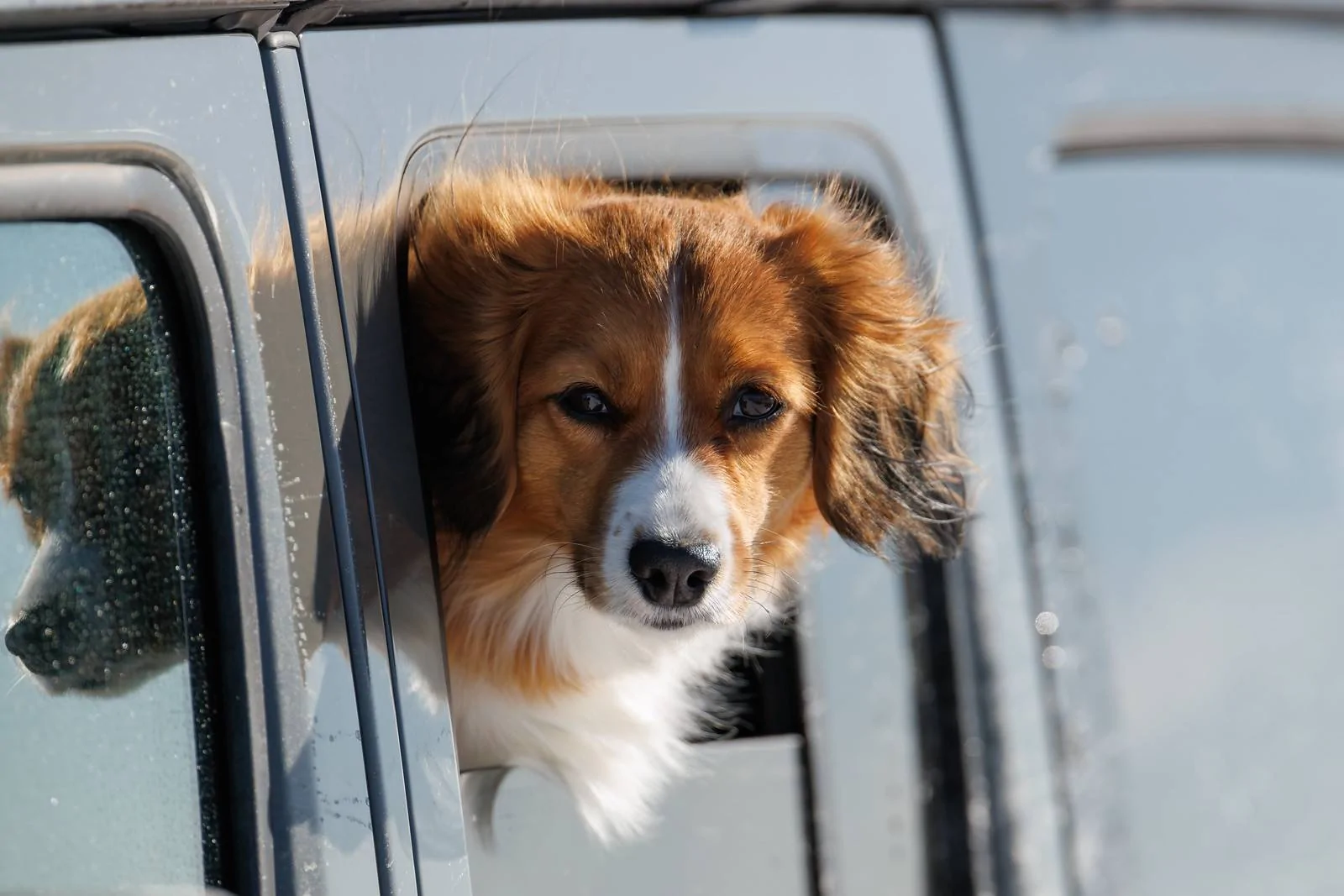 Jeep Wrangler JL Jeep Dog pics 54282940564_74a77dff24_h