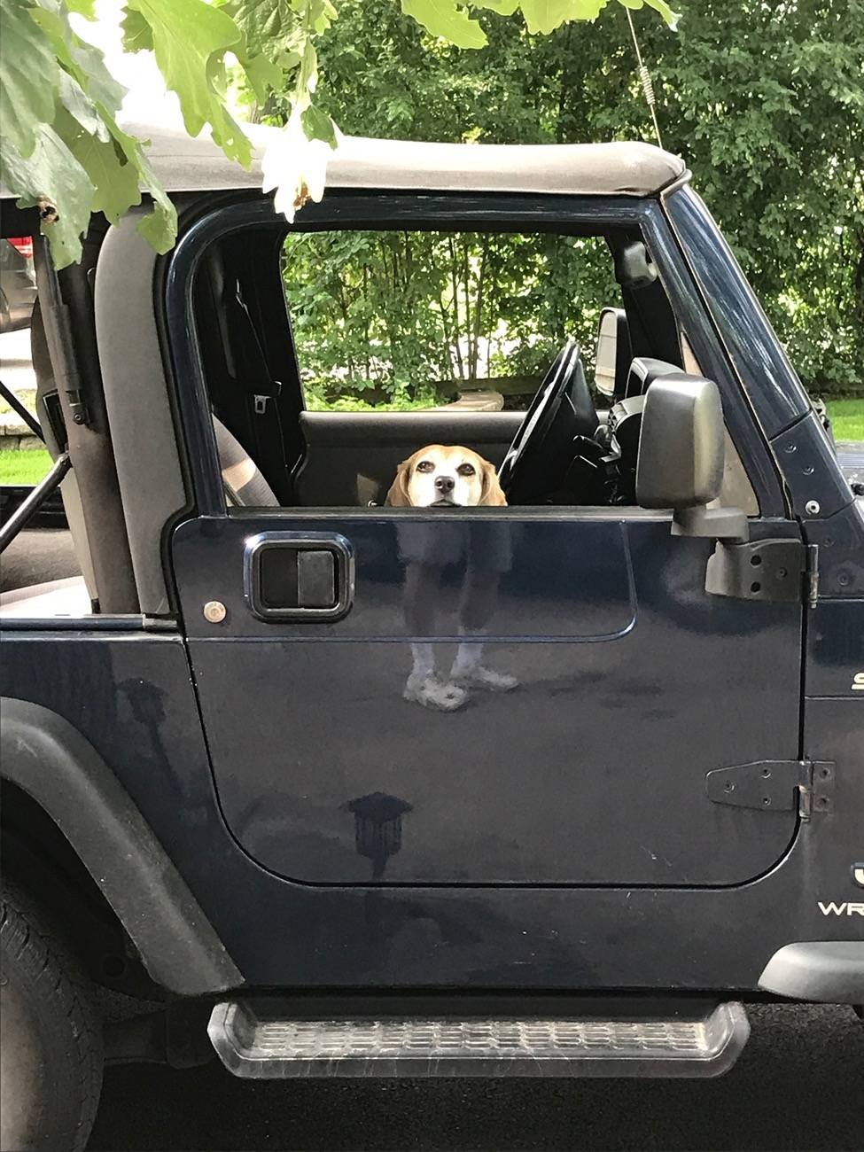 Jeep Wrangler JL JEEP DOGS / JEEP PETS. IMG_1848