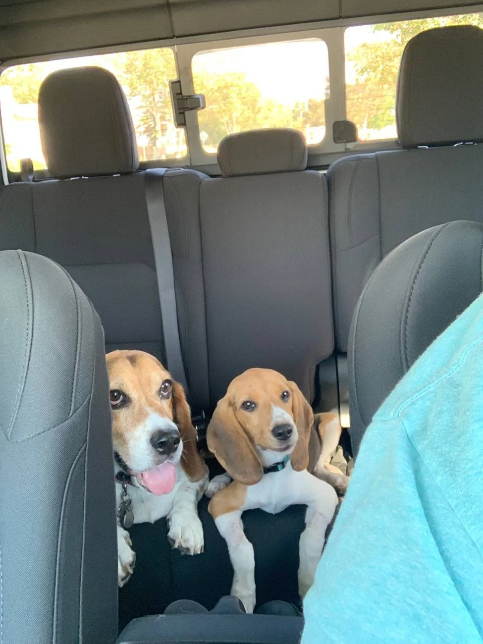Jeep Wrangler JL JEEP DOGS / JEEP PETS. IMG_2535