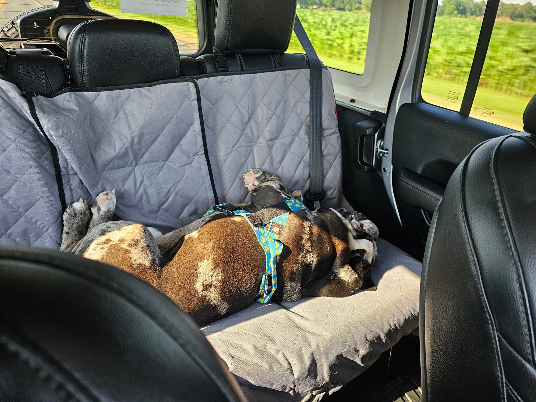 Jeep Wrangler JL JEEP DOGS / JEEP PETS. 20240707_182226
