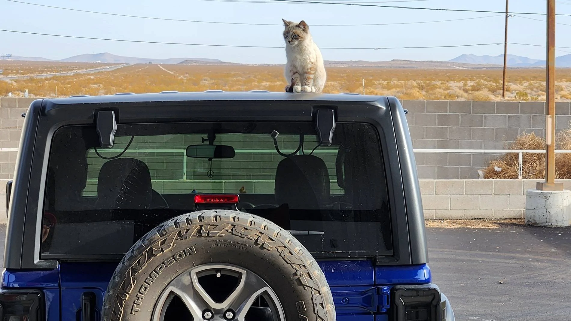 Jeep Wrangler JL JEEP DOGS / JEEP PETS. 20250201_090607