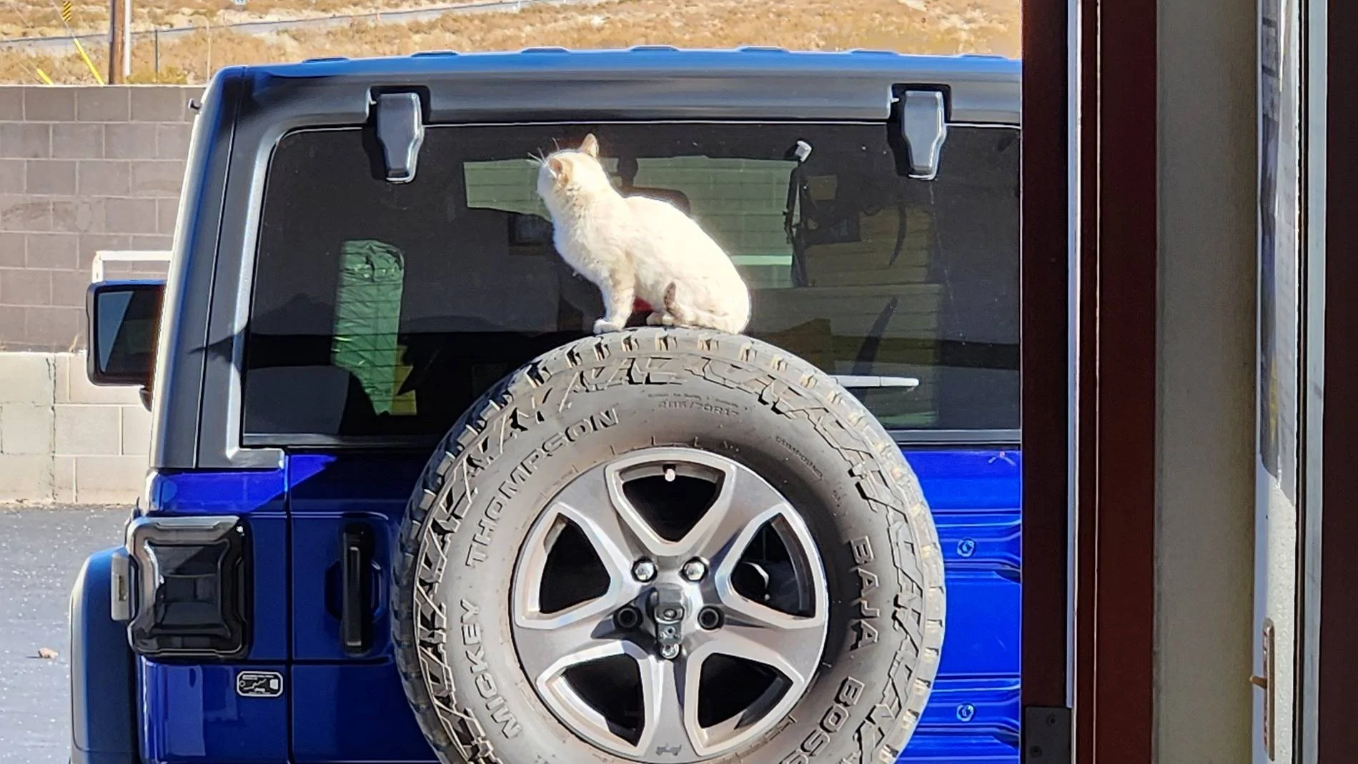 Jeep Wrangler JL JEEP DOGS / JEEP PETS. 20250113_094413