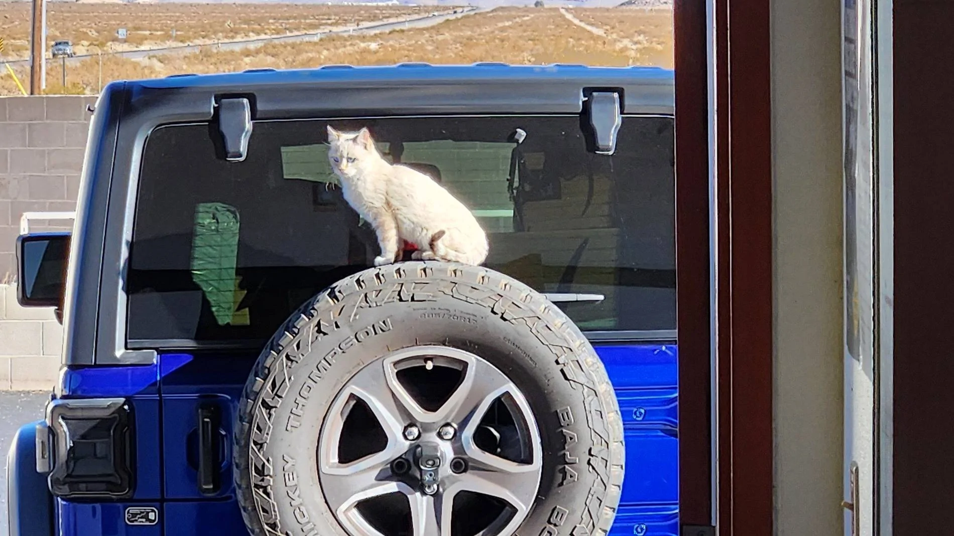 Jeep Wrangler JL JEEP DOGS / JEEP PETS. 20250113_094409