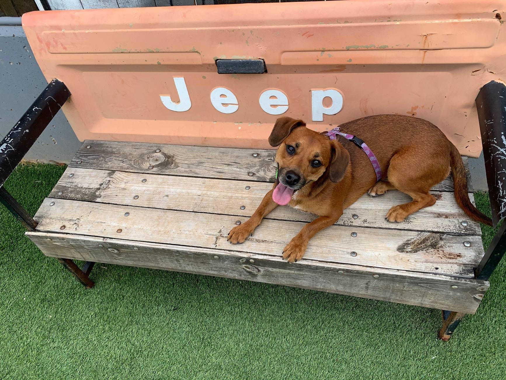 Jeep Wrangler JL JEEP DOGS / JEEP PETS. IMG_9744