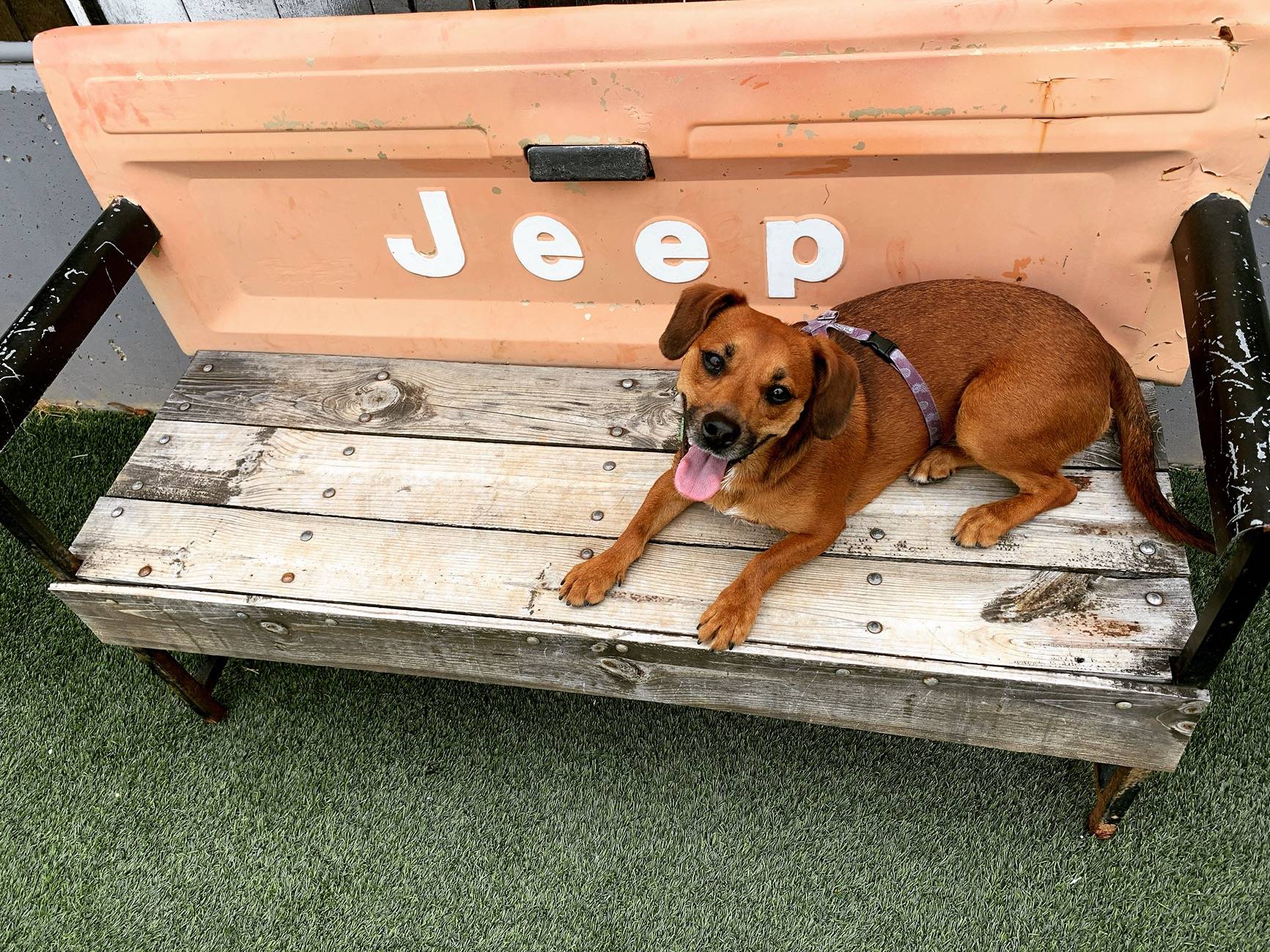 Jeep Wrangler JL JEEP DOGS / JEEP PETS. 83B1BC70-EBD1-4F82-BDC3-07ACE71E20C2